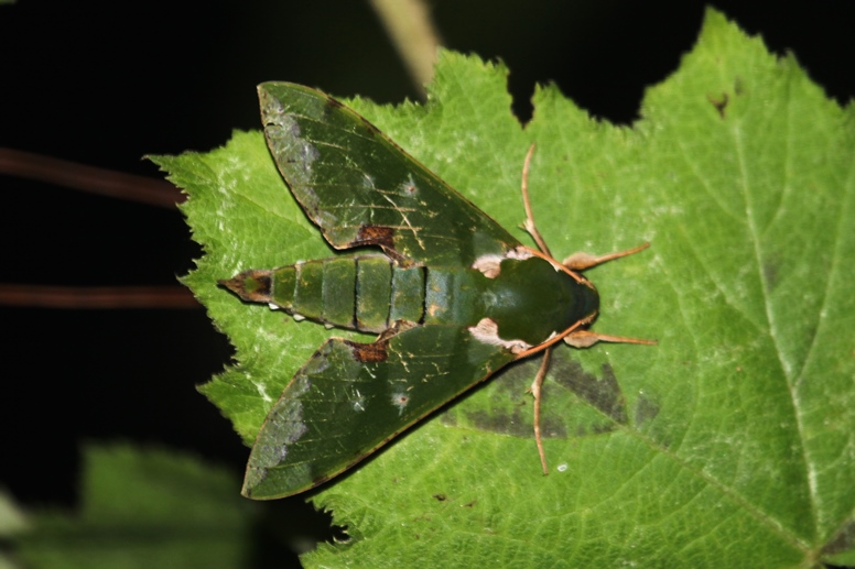 green moth